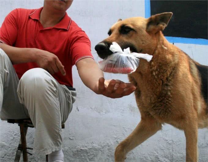 狗狗记住主人只需3个月,忘记主人要多久?答案你想不到