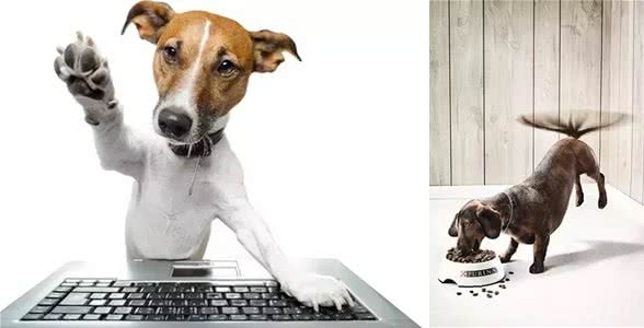 狗狗训练的18个小技巧