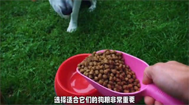 狗狗必备的三大宠物用品