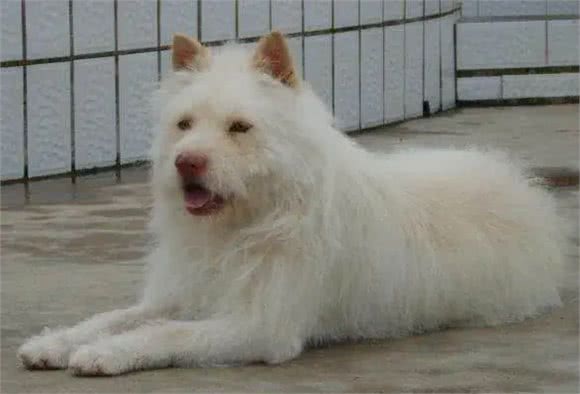 中国明犬-贵州下司犬