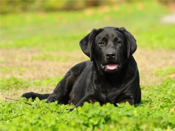 狗狗有这几个表现,暗示它非常孤独,你还不知道?