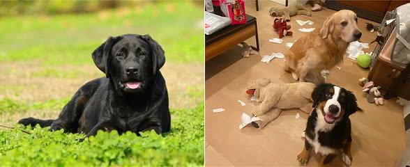 狗狗有这几个表现，暗示它非常孤独，你还不知道?