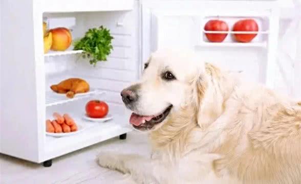 惊!吹空调竟致面瘫?狗狗笑容重现秘诀揭晓!