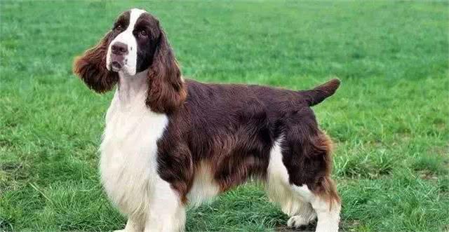 我国引进的6种军警犬品种，特性各异，用途不同!