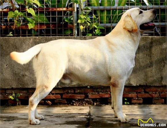 我国引进的6种军警犬品种，特性各异，用途不同!