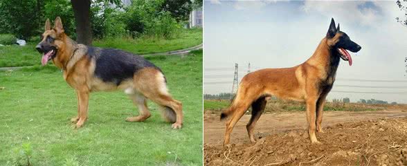 我国引进的6种军警犬品种,特性各异,用途不同!