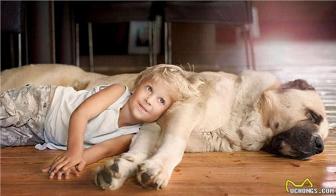 别再乱花钱了，相比狗窝，它们更爱在这些地方睡觉