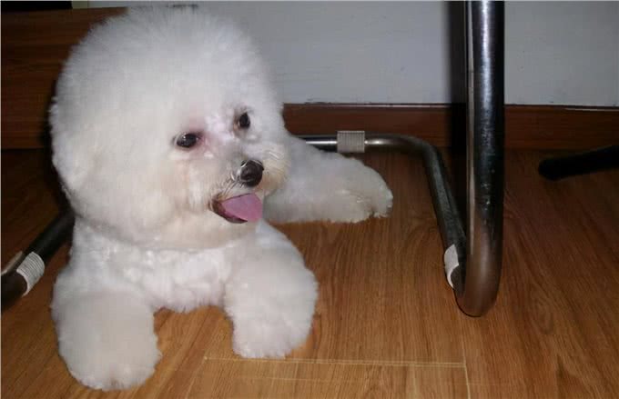 别再乱花钱了，相比狗窝，它们更爱在这些地方睡觉