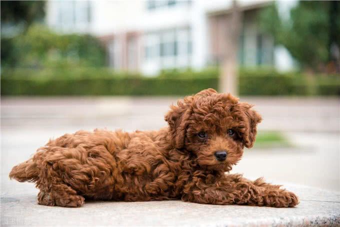 别再乱花钱了，相比狗窝，它们更爱在这些地方睡觉