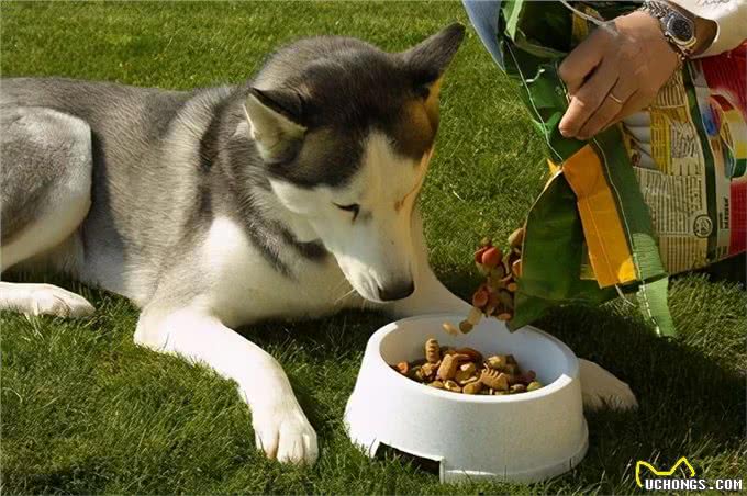 别再乱花钱了，相比狗窝，它们更爱在这些地方睡觉