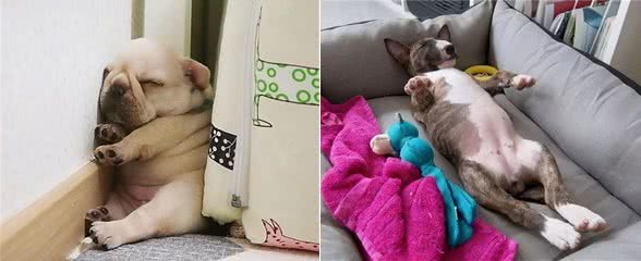 别再乱花钱了，相比狗窝，它们更爱在这些地方睡觉