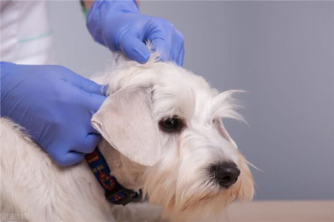 养狗小贴士:狗狗耳螨一直不好怎么办,求方法