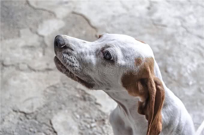 养狗小贴士:狗狗耳螨一直不好怎么办,求方法