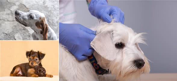 养狗小贴士:狗狗耳螨一直不好怎么办,求方法