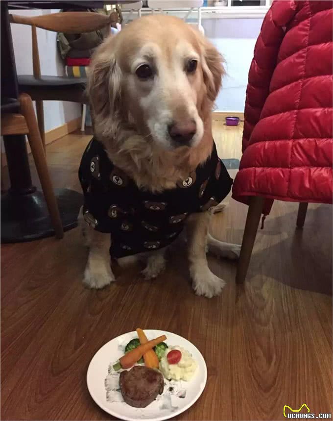 亲自为爱犬做饭,推荐以下几种适合狗狗的减肥食品