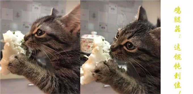 亲自为爱犬做饭,推荐以下几种适合狗狗的减肥食品