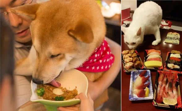 亲自为爱犬做饭,推荐以下几种适合狗狗的减肥食品