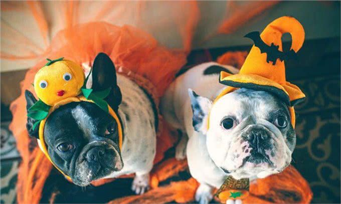 想养一只狗狗了吗?看看这篇不一样的狗狗分类,挑选适合你的爱犬