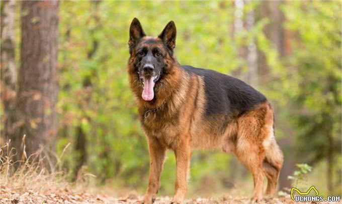 想养一只狗狗了吗?看看这篇不一样的狗狗分类,挑选适合你的爱犬