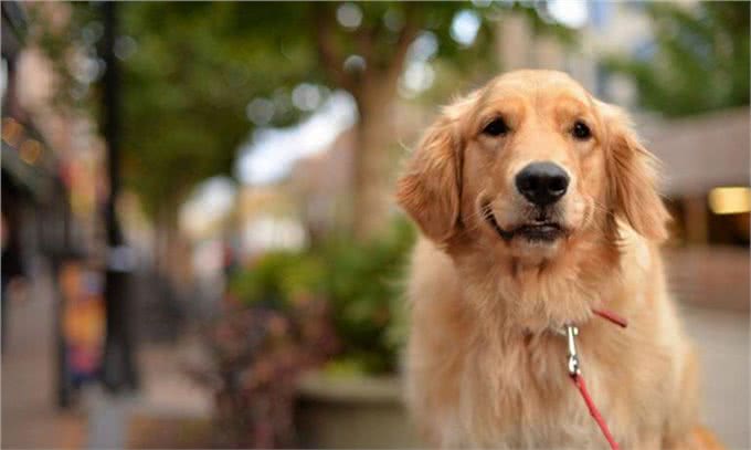 想养一只狗狗了吗?看看这篇不一样的狗狗分类,挑选适合你的爱犬