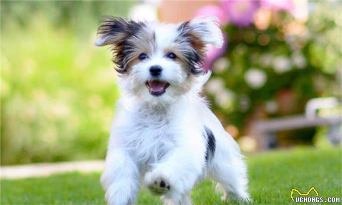 想养一只狗狗了吗?看看这篇不一样的狗狗分类,挑选适合你的爱犬