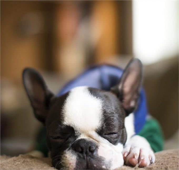 想养一只狗狗了吗?看看这篇不一样的狗狗分类,挑选适合你的爱犬