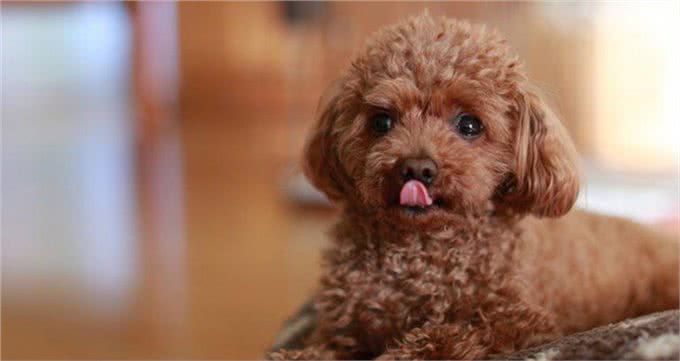 想养一只狗狗了吗?看看这篇不一样的狗狗分类,挑选适合你的爱犬