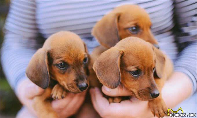 想养一只狗狗了吗?看看这篇不一样的狗狗分类,挑选适合你的爱犬