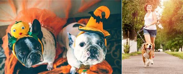 想养一只狗狗了吗?看看这篇不一样的狗狗分类,挑选适合你的爱犬