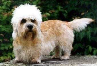 丹迪丁蒙梗可不是一般的西施哦,看看这种宠物狗如何