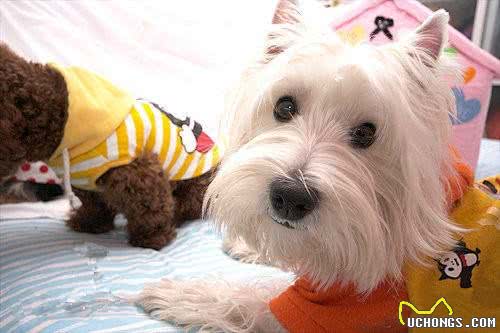 丹迪丁蒙梗可不是一般的西施哦,看看这种宠物狗如何