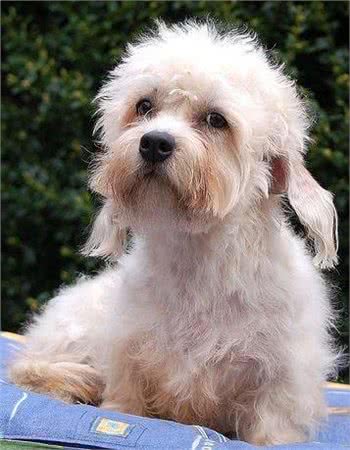 丹迪丁蒙梗可不是一般的西施哦,看看这种宠物狗如何