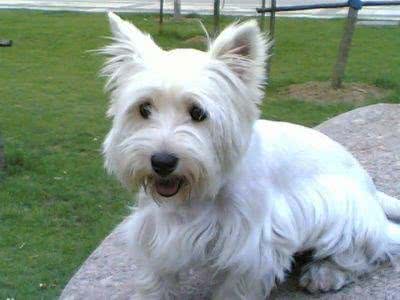 丹迪丁蒙梗可不是一般的西施哦,看看这种宠物狗如何