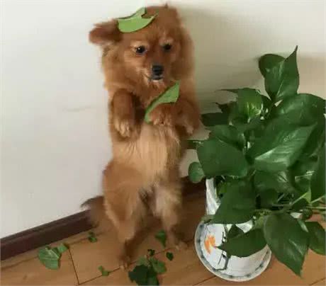 这4种教育狗狗的方式,能让它们不再犯错,你觉得哪个好?