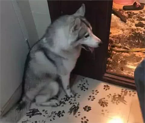 这4种教育狗狗的方式,能让它们不再犯错,你觉得哪个好?