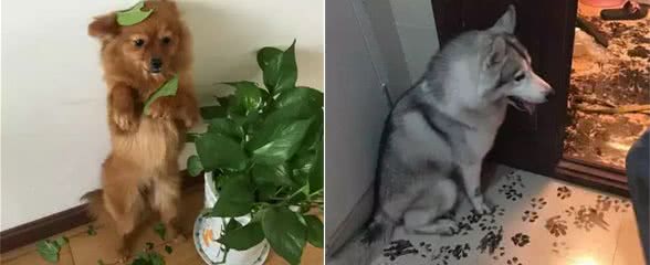 这4种教育狗狗的方式，能让它们不再犯错，你觉得哪个好?