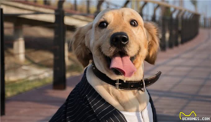 想要狗狗听懂每一个指令,这样训练就好了