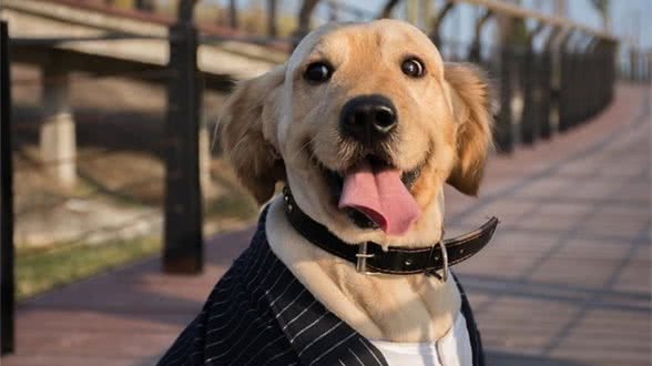 想要狗狗听懂每一个指令,这样训练就好了