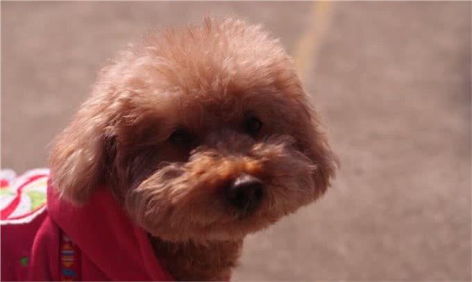 纯种泰迪多少钱?纯种泰迪犬价格是多少