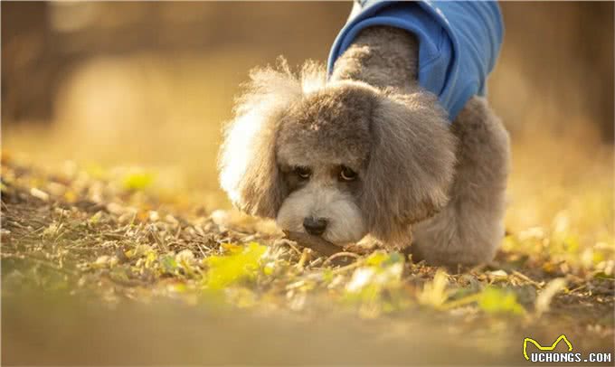 纯种泰迪多少钱?纯种泰迪犬价格是多少