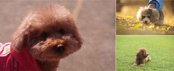 纯种泰迪多少钱?纯种泰迪犬价格是多少