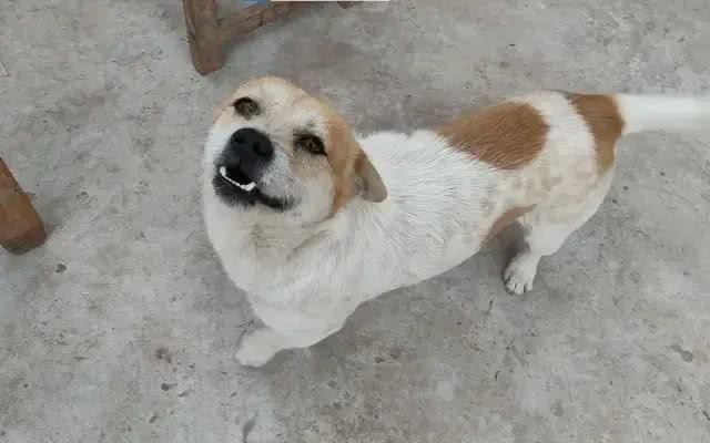 真是奇了怪了,主人出真差,小狗学会说话了吗?