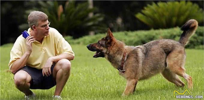 狗狗培养规矩礼仪的秘诀