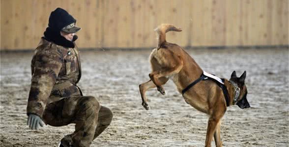 狗狗培养规矩礼仪的秘诀