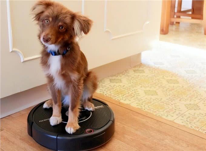 养狗的好处和坏处,一文总结!网友:过于真实了