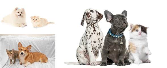 为什么刚买回来的小猫小狗，养几天就生病了，其中有什么秘密