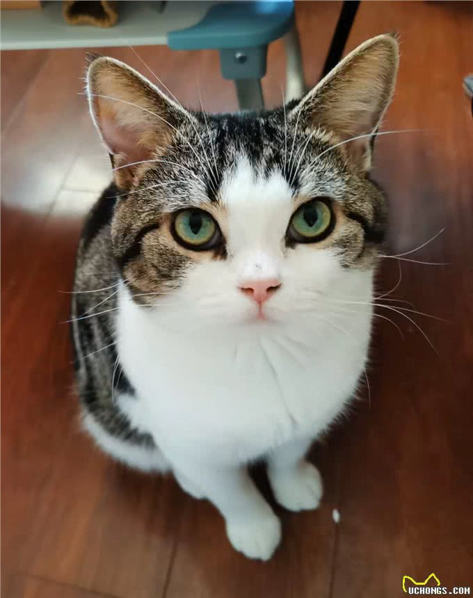 新手养猫须知：初次养猫的注意事项和需要准备什么?