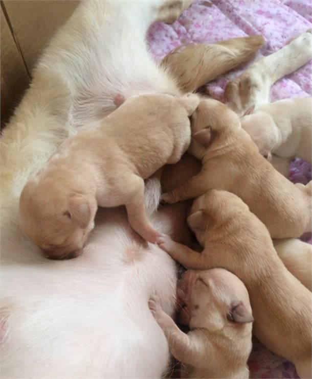 小狗已经断奶了还要给他喝羊奶吗?满月小狗断奶喂养注意事项!