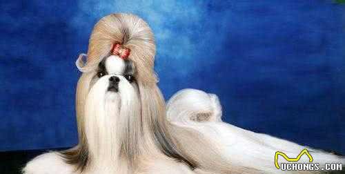 世界名犬—西施犬(菊花犬、狮毛犬、中国狮子犬)玩具犬类