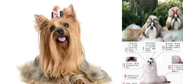 世界名犬—西施犬(菊花犬、狮毛犬、中国狮子犬)玩具犬类